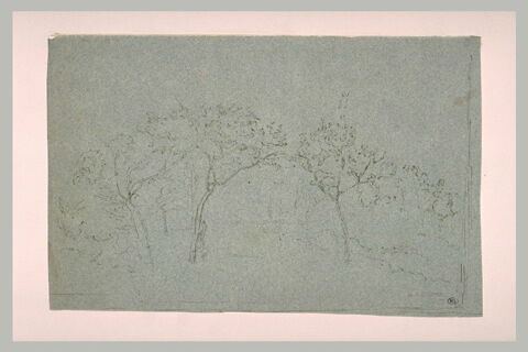 Petits arbres dans une prairie, image 1/1