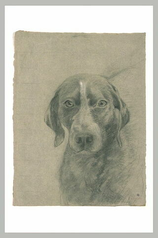 Tête de chien, vue de face, image 1/1