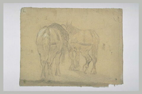 Deux chevaux au repos, présentant leur croupe, image 1/1