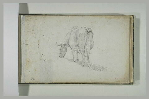 Vache paissant, image 1/1