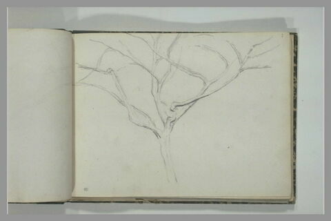 Etude d'arbre, image 1/1