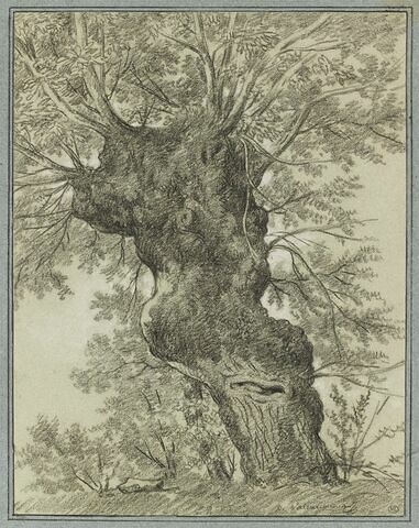 Etude d'un vieil arbre au tronc difforme