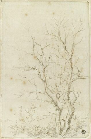 Deux branches d'arbres nues émérgeant d'un feuillage, image 1/2