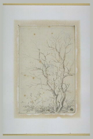 Deux branches d'arbres nues émérgeant d'un feuillage, image 2/2