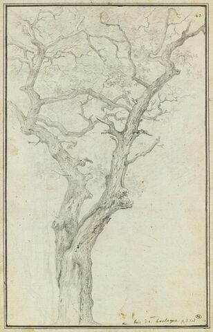 Tronc et branches d'un arbre dans le bois de Bloulogne