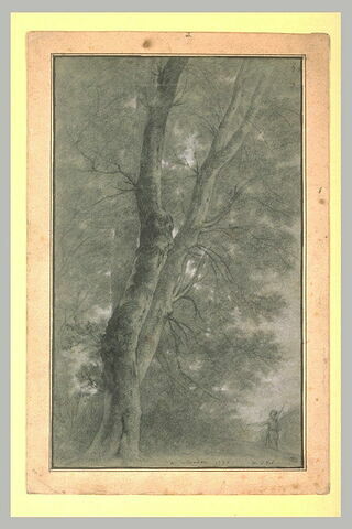 Homme près d'un grand arbre, image 2/2