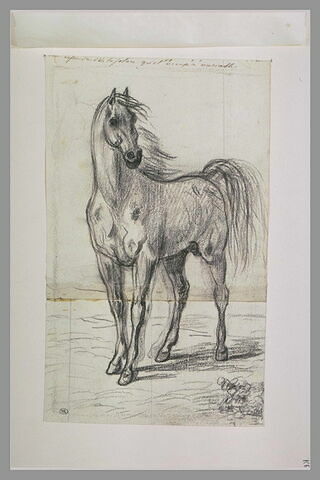 Cheval, de trois quarts à gauche, image 1/1