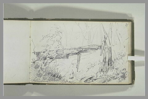 Etude d'arbre coupé en deux, à Fontainebleau, image 1/1