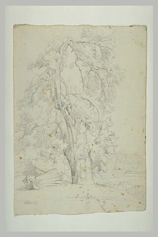 Etude d'arbre, image 1/1