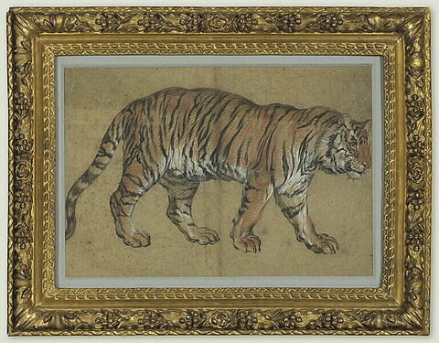 Tigre marchant vers la droite, image 1/1