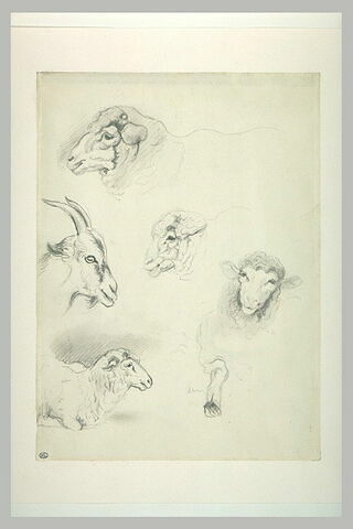 Têtes de chèvre, et de moutons, image 2/2