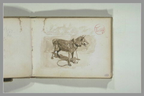 Chien attaché à une corde, image 2/2