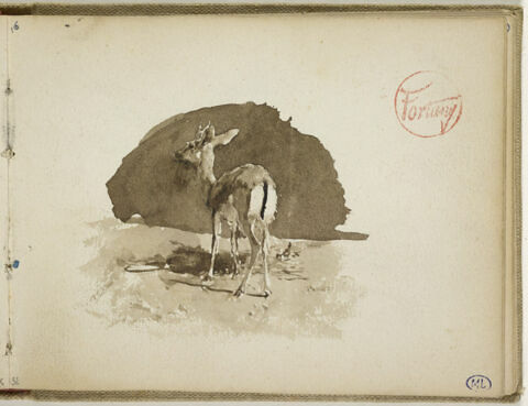 Une biche, vue de dos, image 1/2