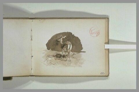 Une biche, vue de dos, image 2/2