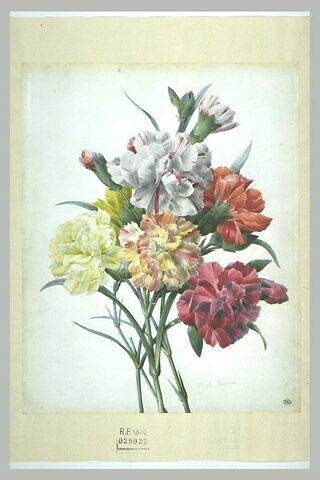 Bouquet d'oeillets, image 2/2
