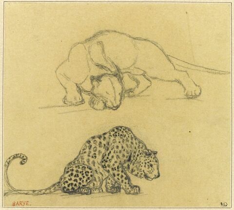 Deux études de jaguar
