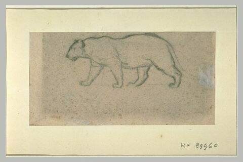 Lionne debout, de profil vers la gauche, image 1/1