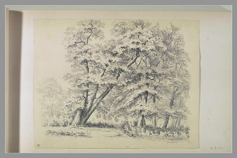 Orée de forêt, image 1/1