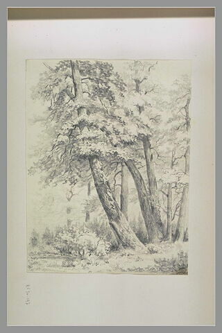 Grands arbres, image 1/1