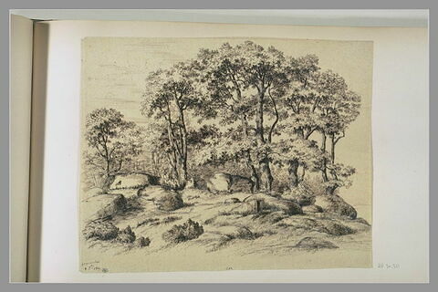 Arbres et rochers, 'Gorge aux loups 2 9bre 1849'