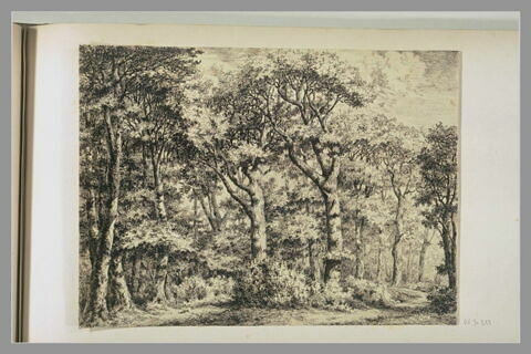 Forêt, image 1/1