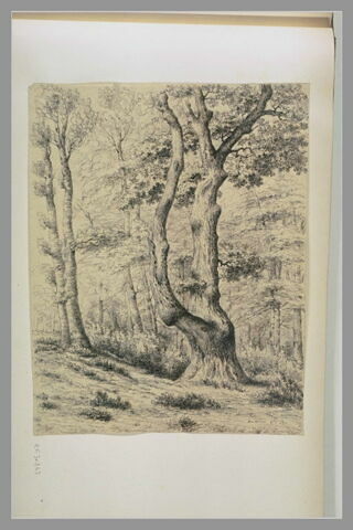 Forêt : 'Bas Bréau 8bre 1850', image 1/1