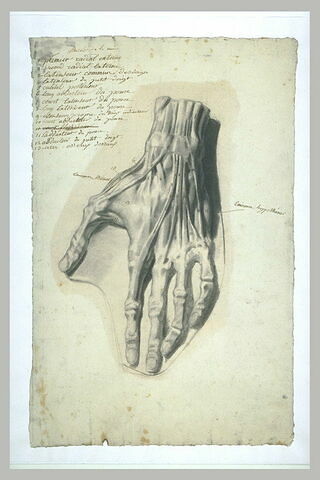 Etude myologique d'une main, image 1/1