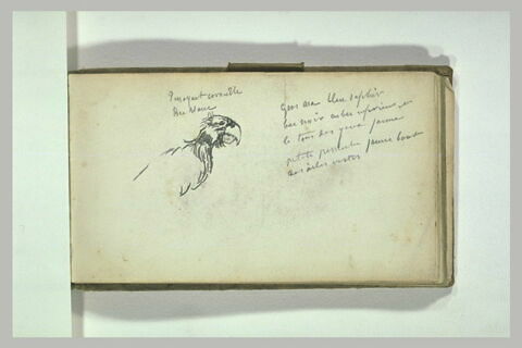Croquis de perroquet ; notes manuscrites, image 1/1