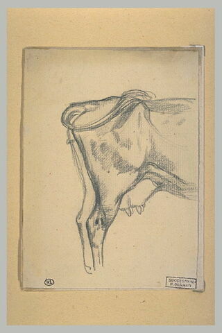 Arrière-train d'une vache, de profil à droite, image 1/1