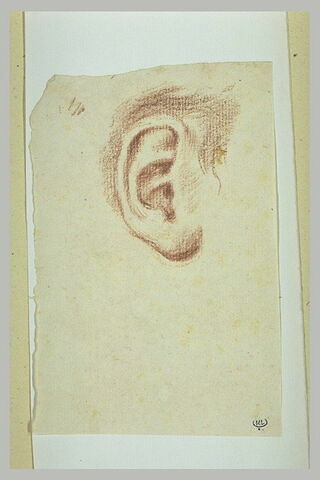 Etude d'oreille droite, image 1/1