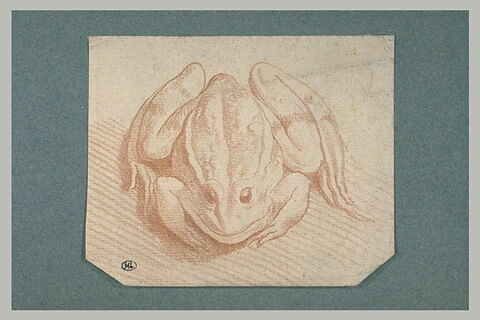 Grenouille, vue de face, image 2/2