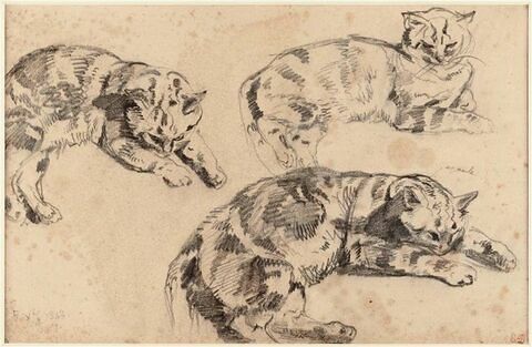 Trois études de chats allongés, la tête vers la droite, image 1/1