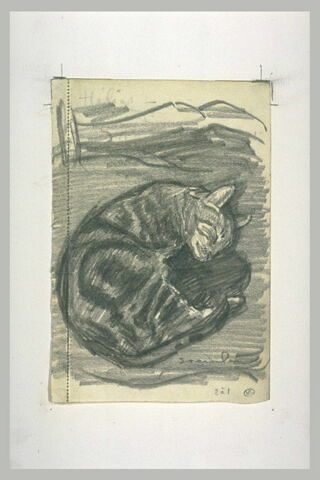 Chat dormant, pelotonné sur lui-même, image 1/1