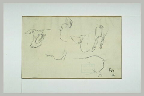 Feuille d'études : têtes, oreilles, pattes et croupe d'un cochon, image 1/1