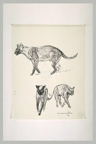 Trois chats, l'un marchant de profil à gauche, les deux autres de face, image 1/1