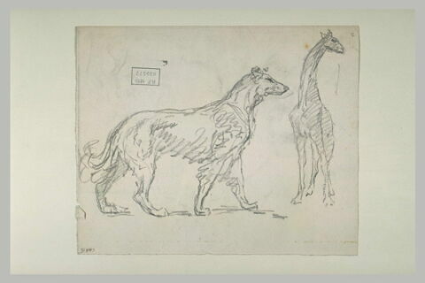 Un chien et une girafe, image 1/1