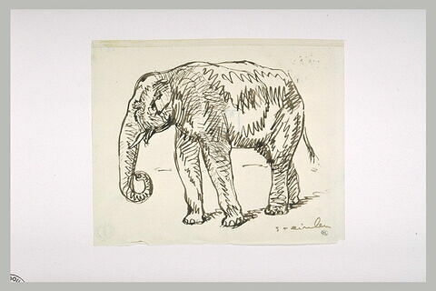 Etude d'éléphant, de profil à gauche, image 1/1
