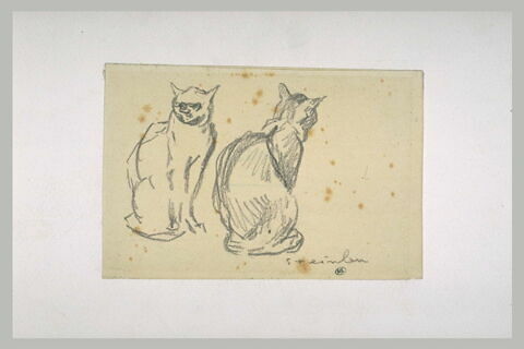 Deux études d'un chat, assis, de face, image 1/1
