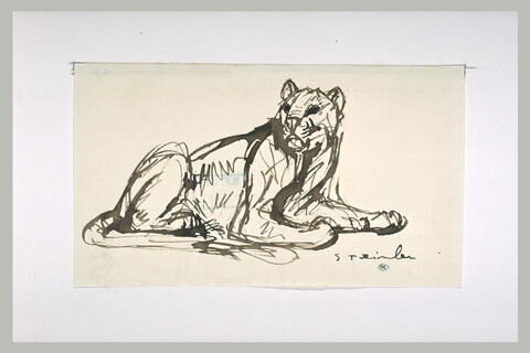 Lionne assise, la tête de face, le corps de profil à droite, image 1/2