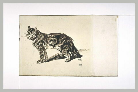 Chat debout, de profil à gauche, image 1/2