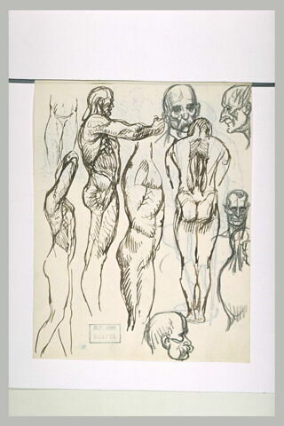 Cinq études de nus masculins et quatre têtes d'hommes, image 1/1