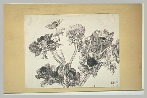 Feuille d'études avec des anémones, image 1/1