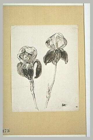 Deux iris, image 1/1