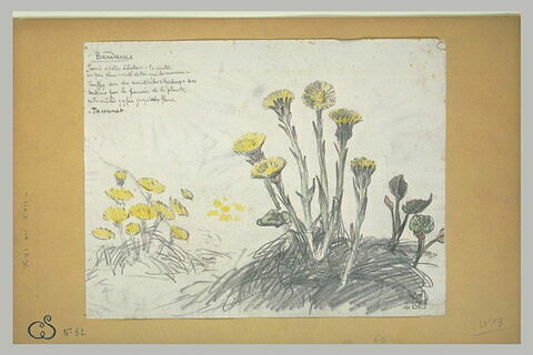 Etude de fleurs jaunes sur un petit monticule, image 1/1