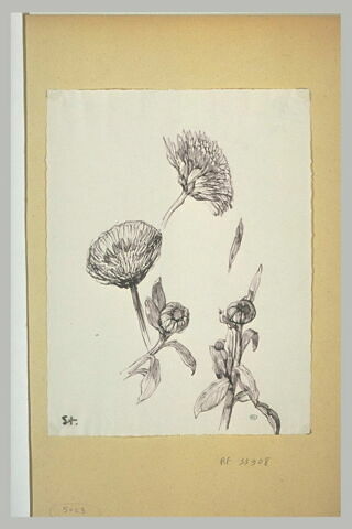 Etude de fleurs, ouvertes ou en boutons, image 1/1
