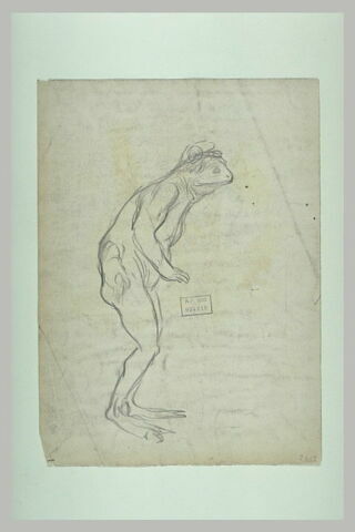 Croquis d'une grenouille, debout sur les pattes arrière, image 1/1