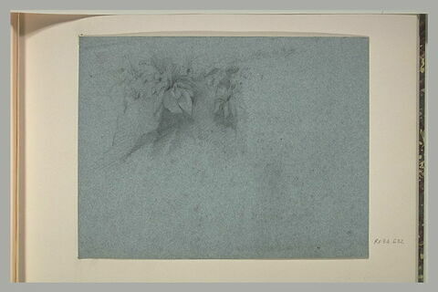 Etude de plantes sur un rocher, image 1/1