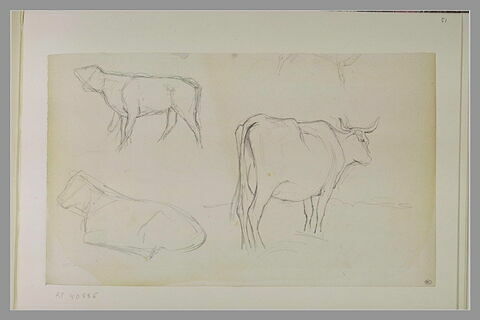 Trois études de vaches
