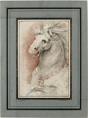 Tête de cheval, image 1/2
