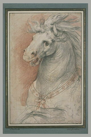 Tête de cheval, image 2/2